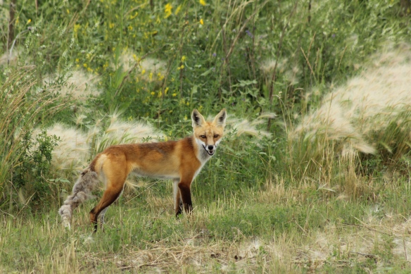 Red fox near Bethune